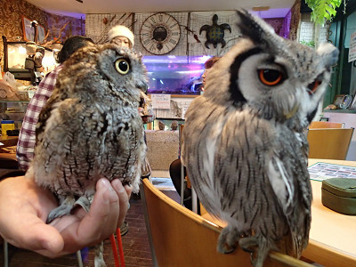 ニシアメのくーちゃんと。