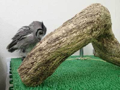 虎鉄のマイブームは芝生ブチブチ