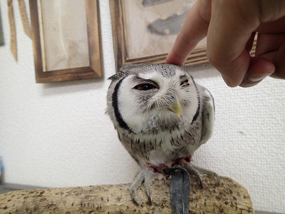 フクロウの寝言。