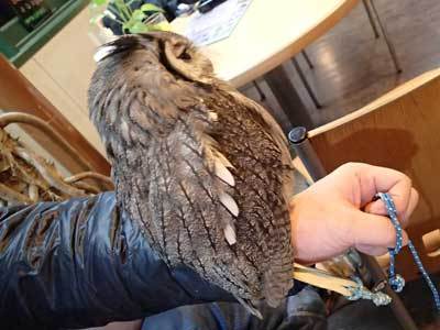 オチビの羽づくろいサービス