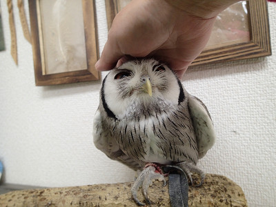 龍空、イイコイイコ。