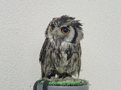 虎鉄ちゃん、水浴びしてよ～。