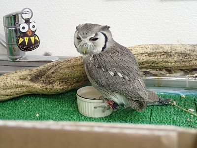 【動画】病院から帰ってきて一杯！