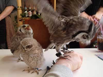 続・リトルズーにヒナちゃん入荷☆