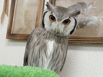 【動画】好きなものはすぐに食べる！