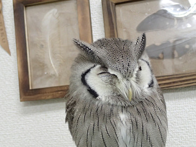 狩り、それぞれ。