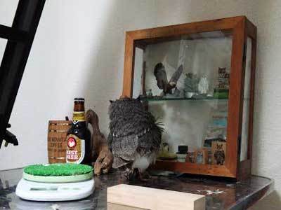 おちゃめな龍空。