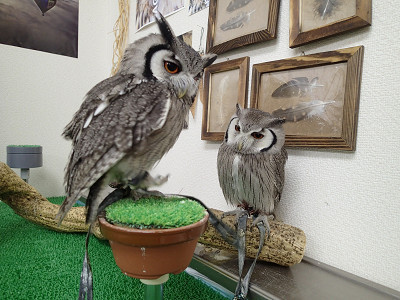 今日のペリットは・・