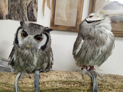 ひきつづき、仲良くしてます。