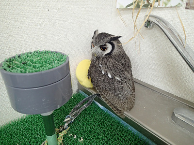 おむすびころりん。