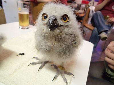 【緊急速報】花麟ちゃんがやってきた！