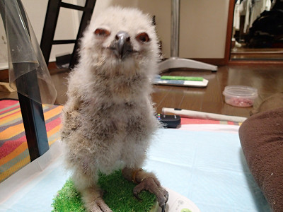 花麟ちゃん、はじめてのご飯。
