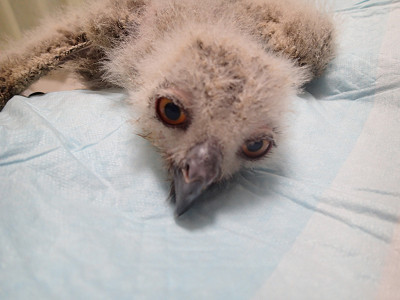 ユーラシアワシミミズクとアフリカオオコノハズクの雛は同じ？