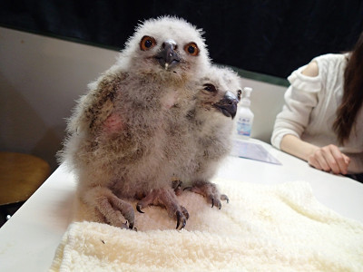 花麟をお迎えに行った日のこと。