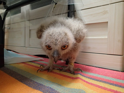 ３羽の様子は！？