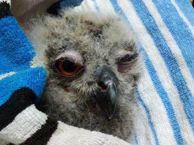 花麟ちゃん、がんばれ！