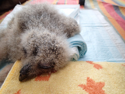 花麟、5月26日記録