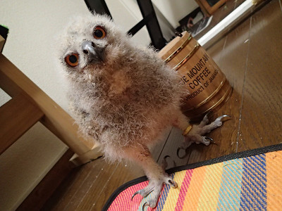 さようなら花麟ちゃん。