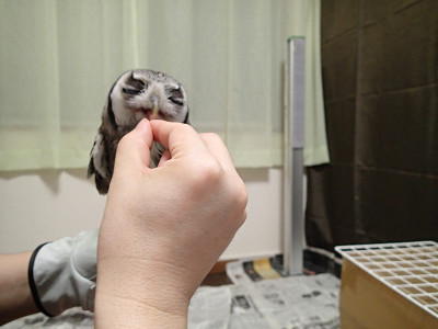 パックン貯金箱