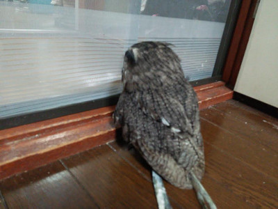 虎鉄だって考えてます。