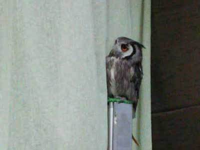 うっとうしいような・・？