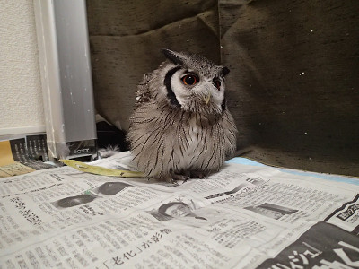 検証、虎鉄の実力