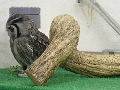 お気に入りの顔。