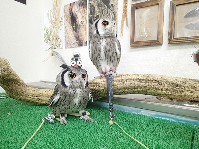 ときどきは覚醒する（こともある）。