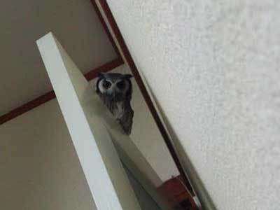 夜食、狙われる。