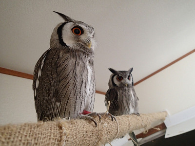 龍空の肝試し。