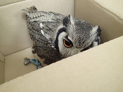 仕事場探索・・箱詰めされてみる。