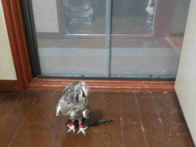 鳥も眠いときは・・。