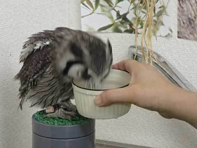 水分摂取 虎鉄編