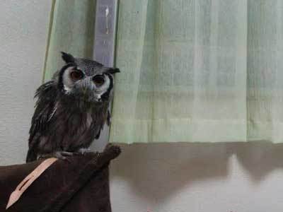 いつも失敗します。