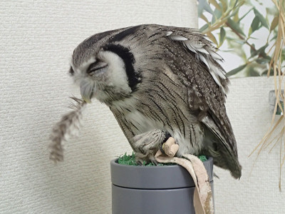 まぁ、必要ないけども。