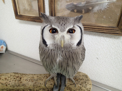 龍空の鳴き方が変わった