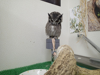 水浴び、再チャレンジ！