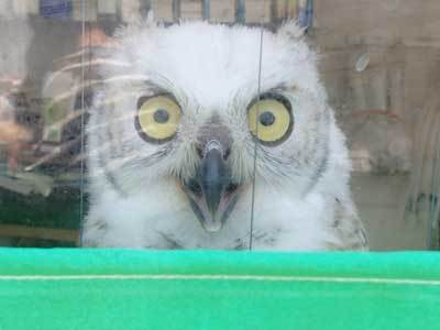 あの子に会いたくて～♪