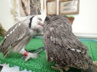 顔に出るタイプ。