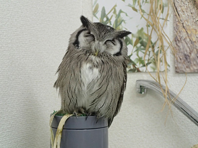 寝顔グランプリ、参戦します！