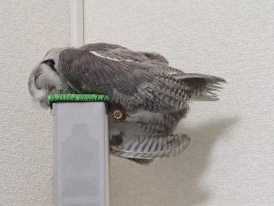 輝け！アヒル寝グランプリ、満を持して参戦！