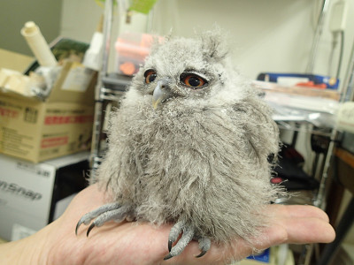 輝け！おにぎりグランプリ、予選通過なるか！？