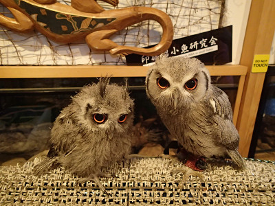 傾きグランプリ！チームで出場♪