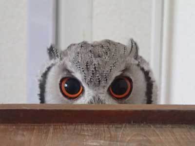 くりくりお目目グランプリ！オレンジアイ部門参戦！