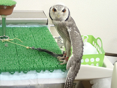 のびのびグランプリ！審議中。