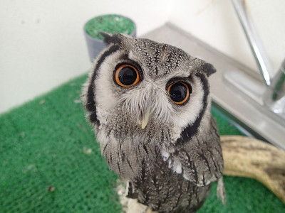 黒目が大きくなる時間帯