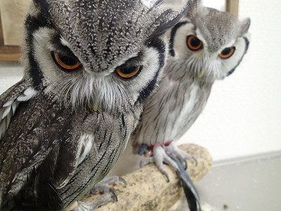 ツーショット。