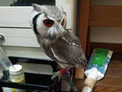 狩りモードの人、かくれんぼモードの人。