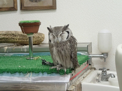 ハンターの目。