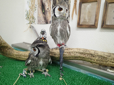 たまには役に立つことでも。